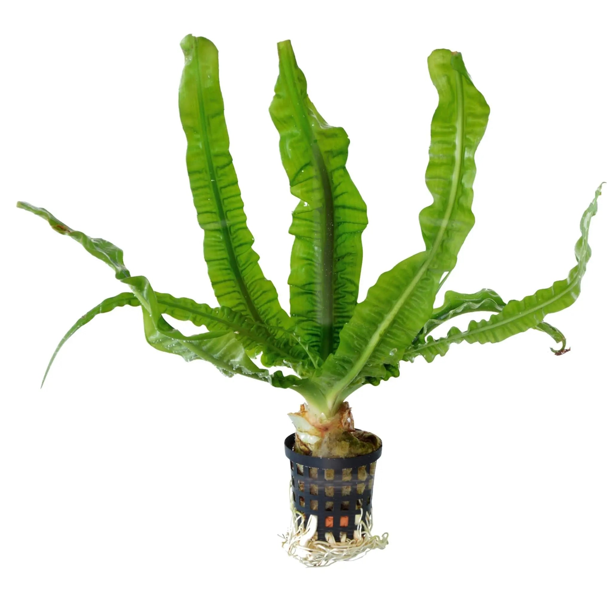 Crinum natans (African onion plant) - Aqua Essentials