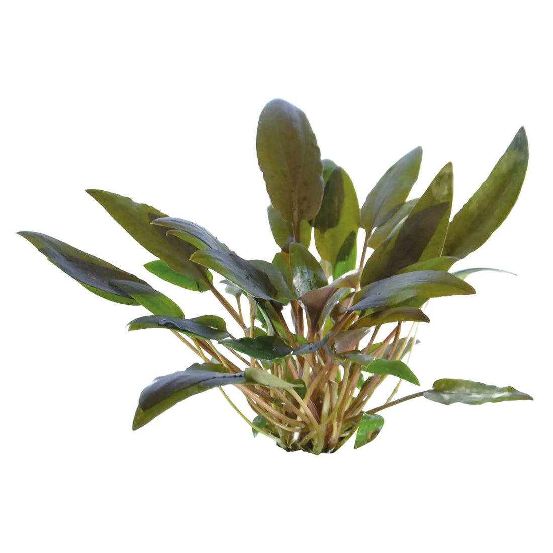 Cryptocoryne wendtii Brown In Vitro - Aqua Essentials
