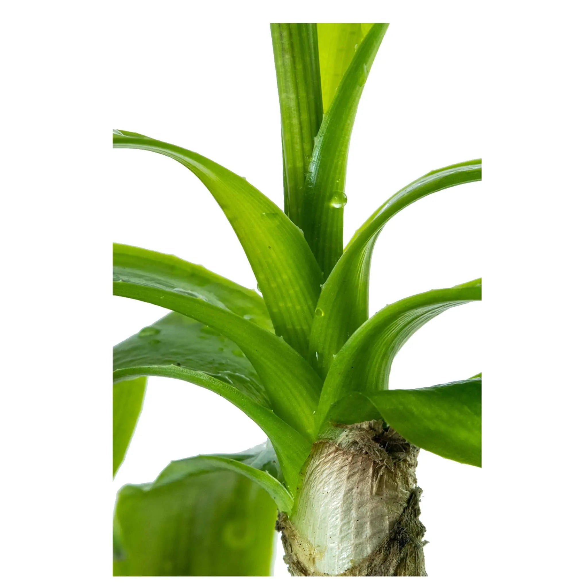 Crinum thaianum (Water onion) - Aqua Essentials