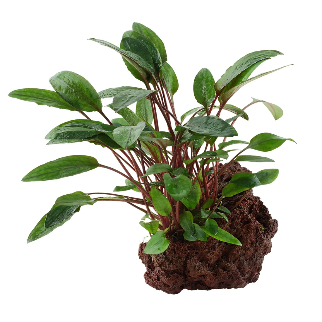 Cryptocoryne petchii on Lava Rock - Aqua Essentials