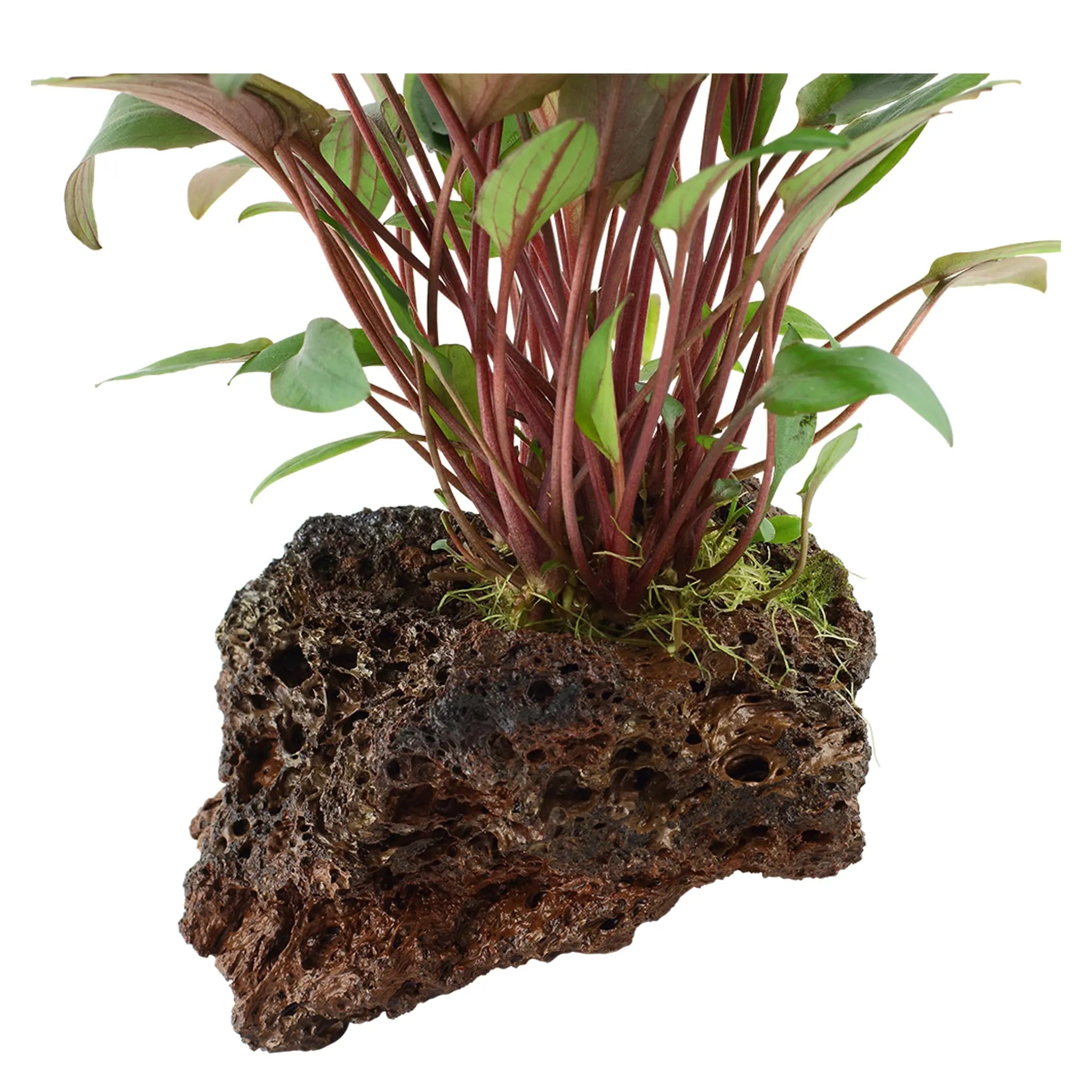 Cryptocoryne petchii on Lava Rock - Aqua Essentials