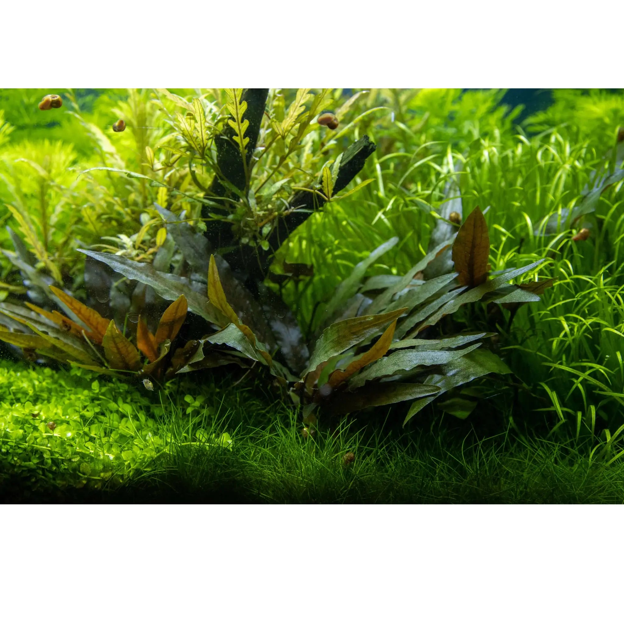 Cryptocoryne petchii on Lava Rock - Aqua Essentials
