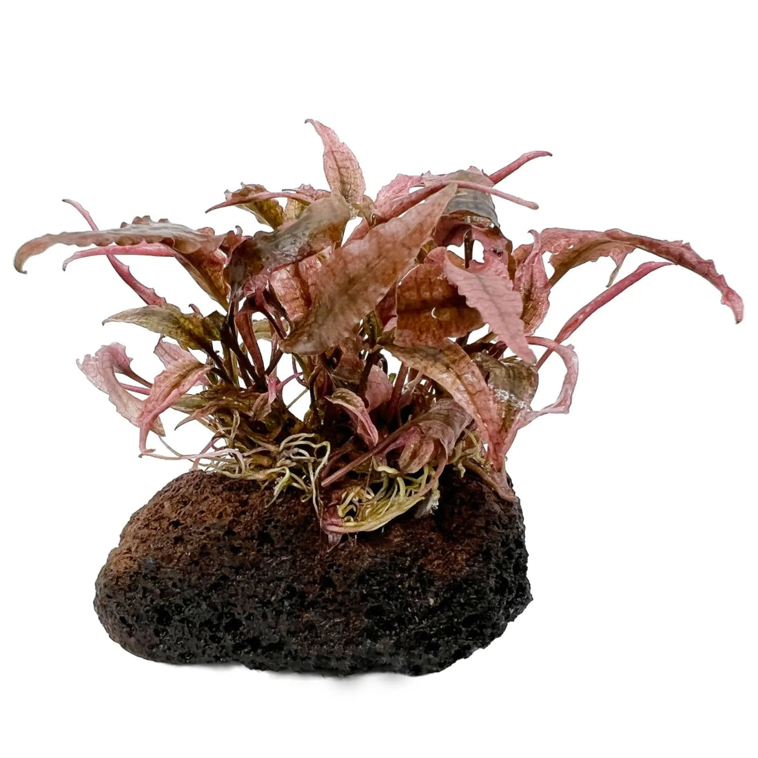 Cryptocoryne flamingo on Lava Rock - Mini - Aqua Essentials