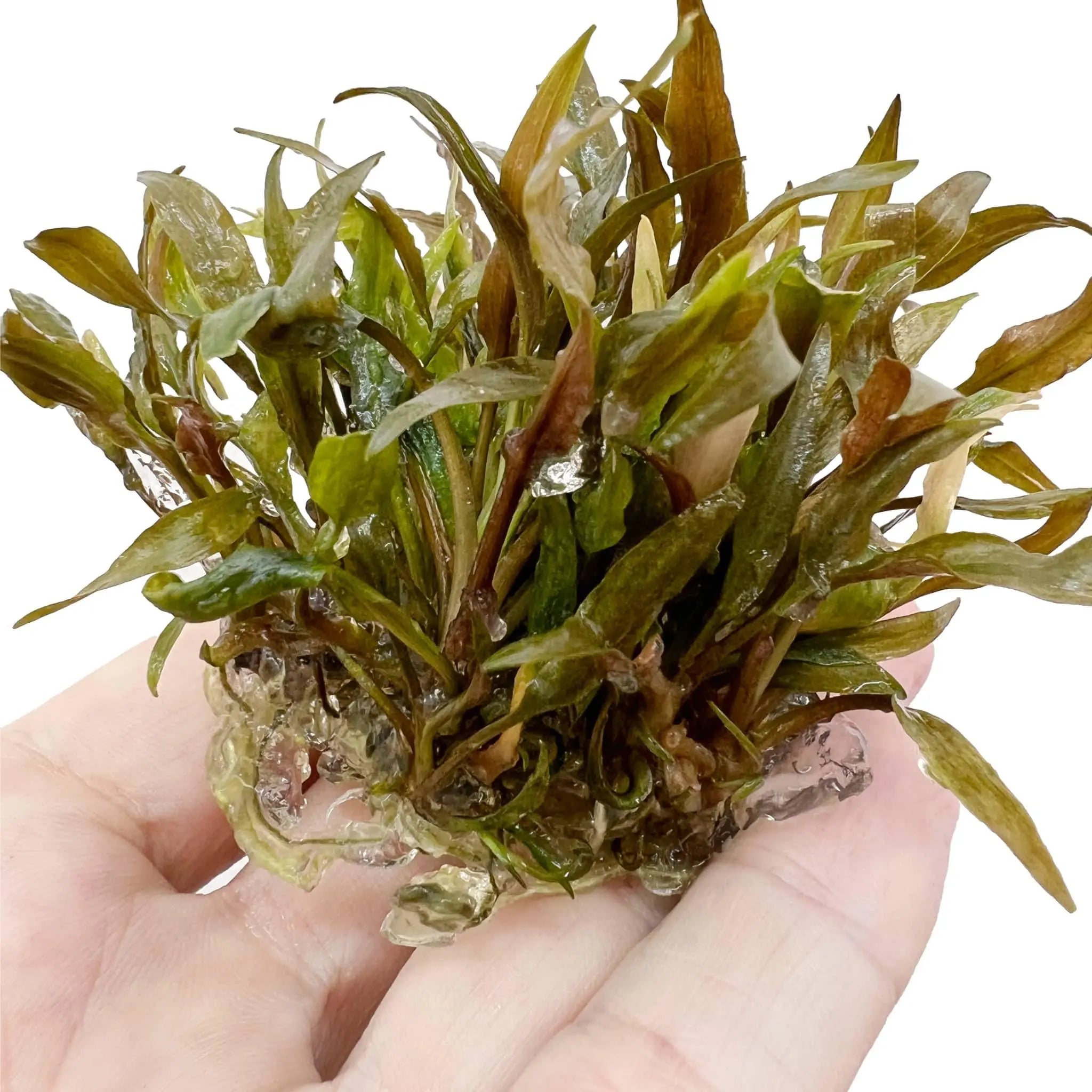 Cryptocoryne petchi Pink In Vitro - Aqua Essentials