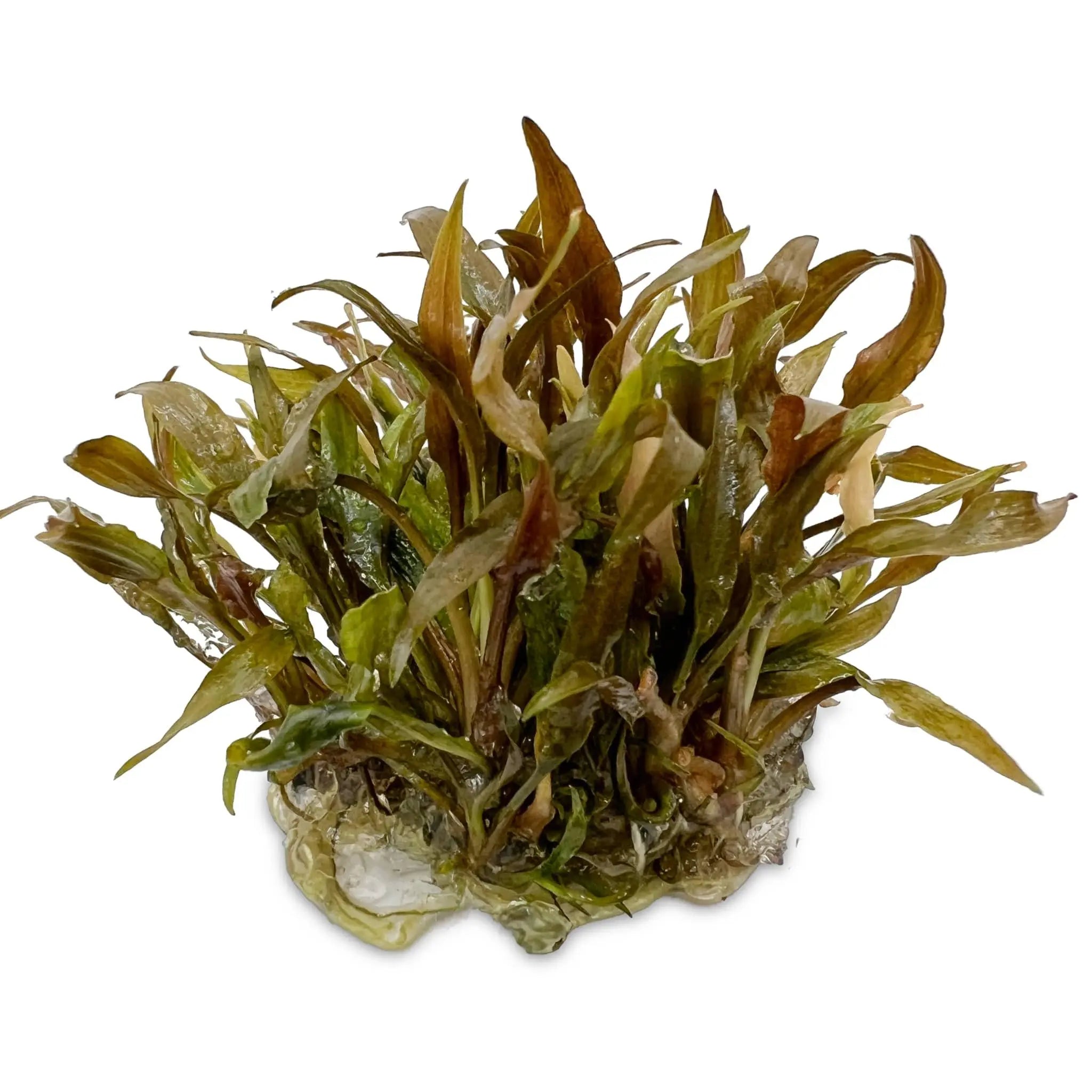 Cryptocoryne petchi Pink In Vitro - Aqua Essentials