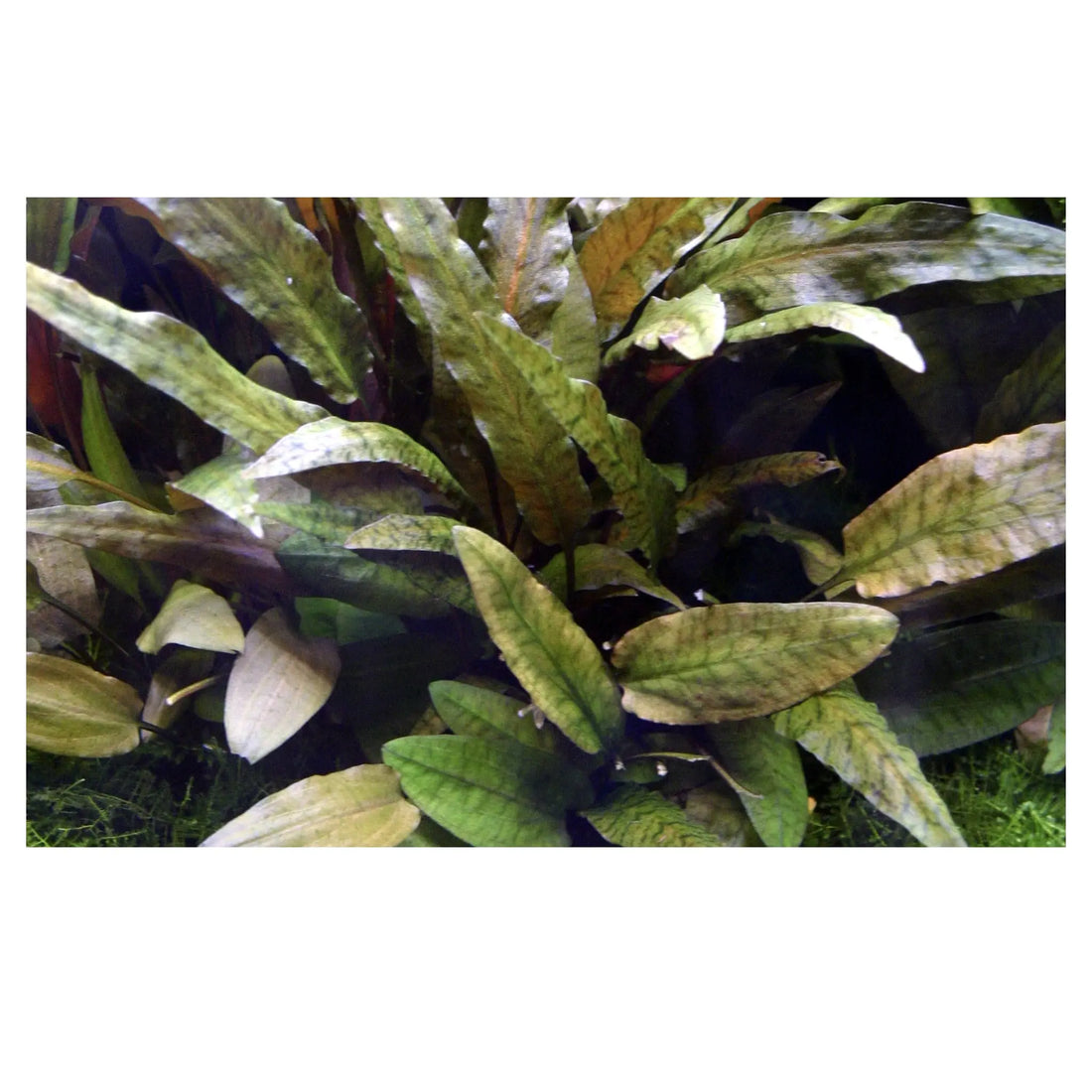 Cryptocoryne wendtii Tropica XL - Aqua Essentials