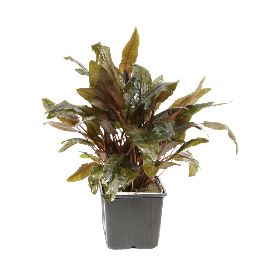 Cryptocoryne wendtii Tropica XL - Aqua Essentials