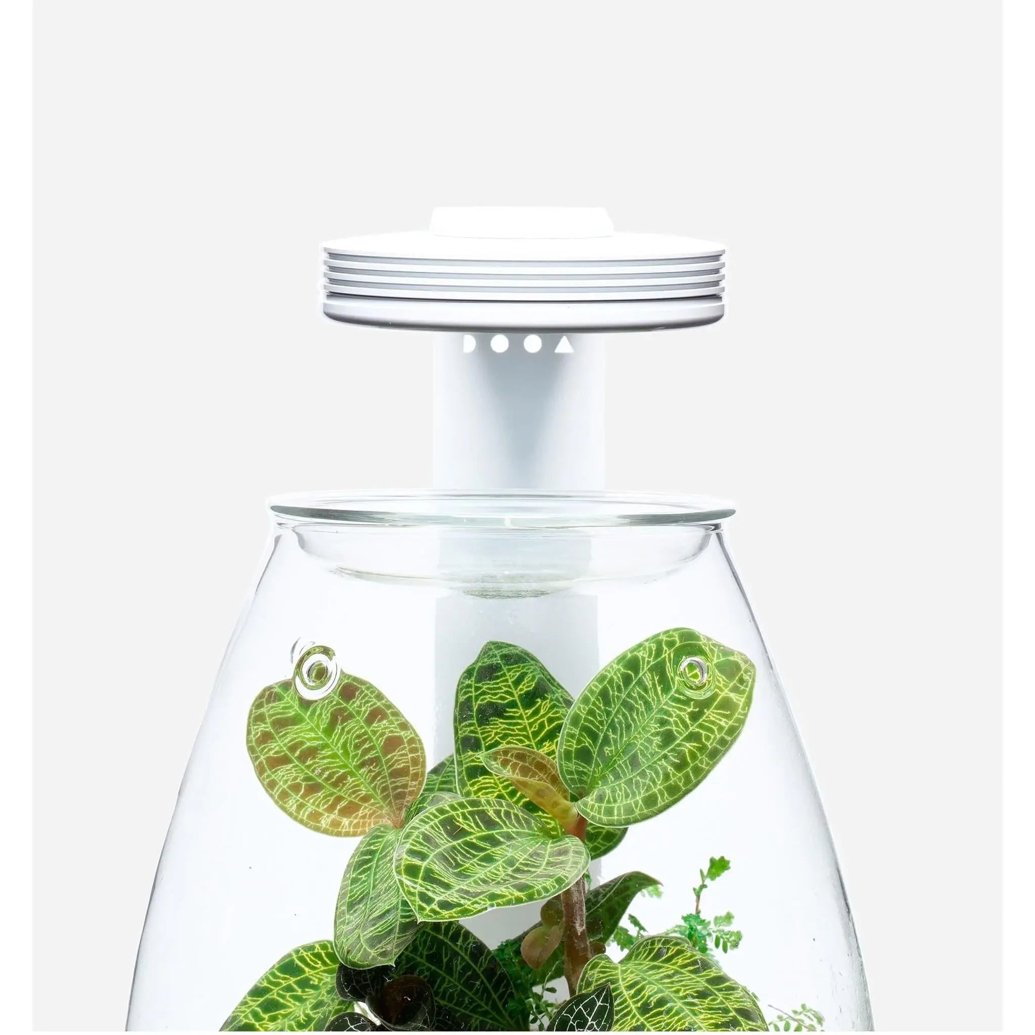 DOOA Magnet Light G (without PSU adaptor) - Aqua Essentials