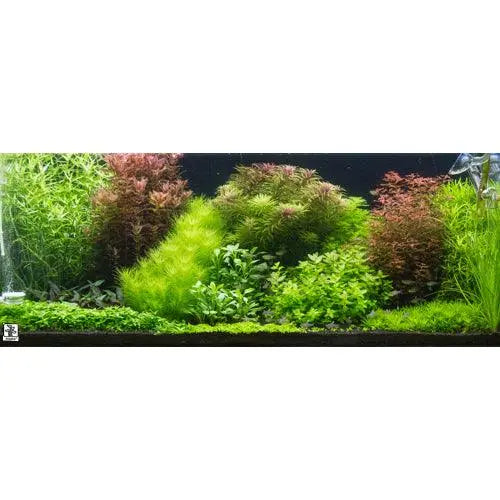 Dutch Style Mixed Box of Aquarium Plants - Aqua Essentials