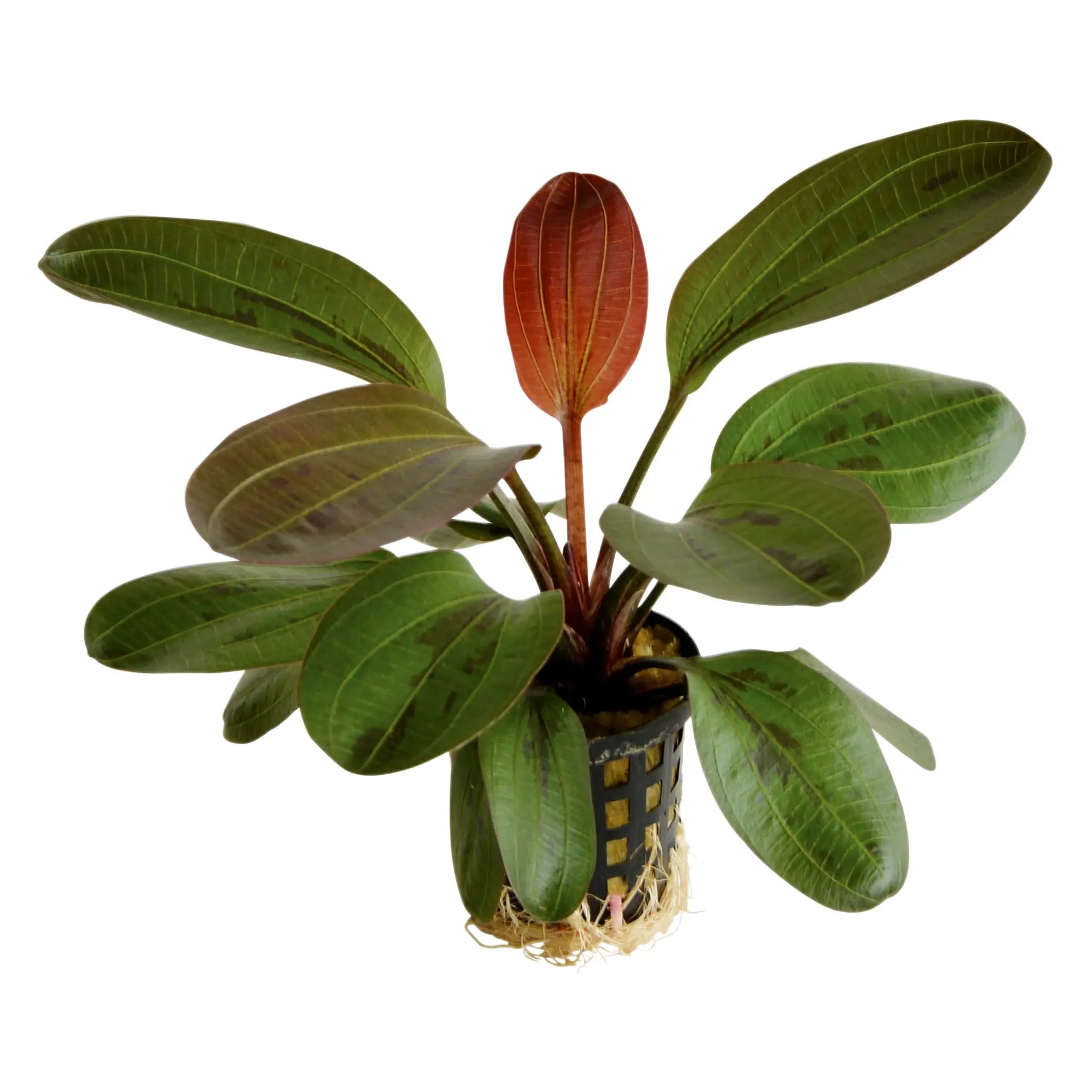 Echinodorus hadi red pearl - Aqua Essentials