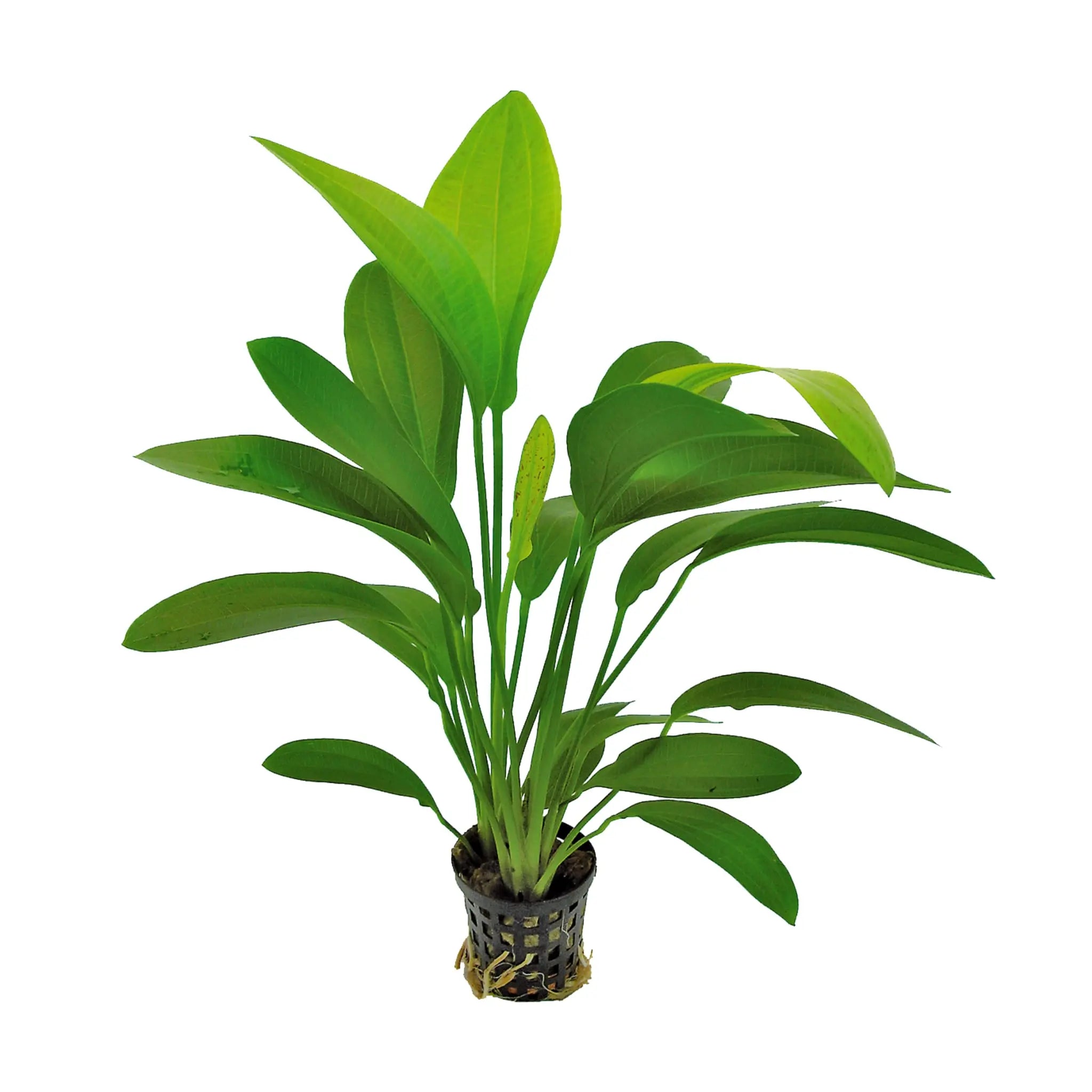Echinodorus harbii Rosa - Aqua Essentials