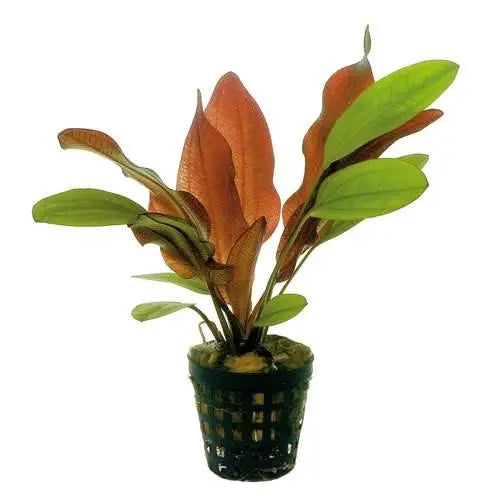 Echinodorus Fancy Twist - Aqua Essentials