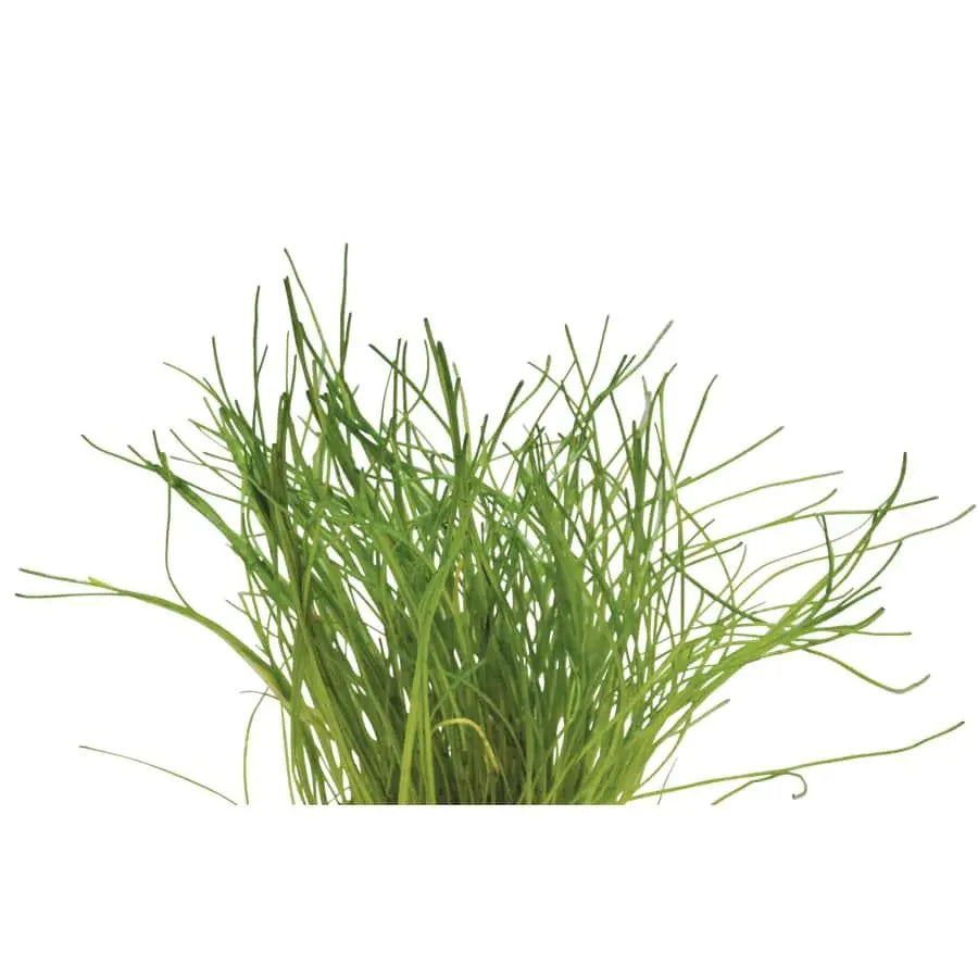 Easy Grow 61 - Lilaeopsis mauritiana - Aqua Essentials