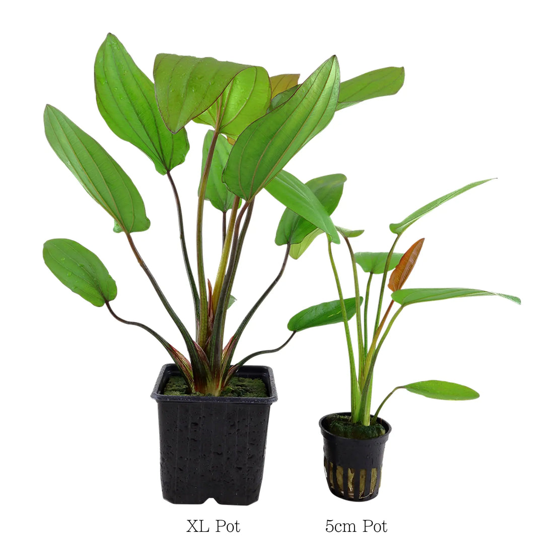 Echinodorus barthii XL - Aqua Essentials