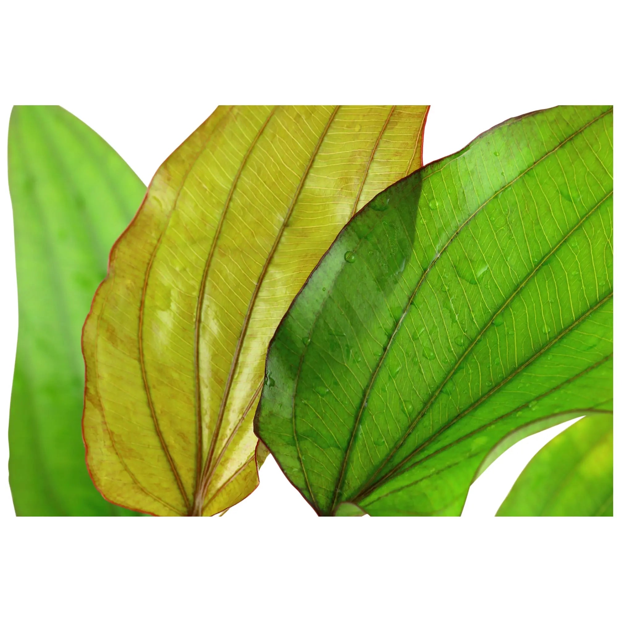 Echinodorus barthii XL - Aqua Essentials