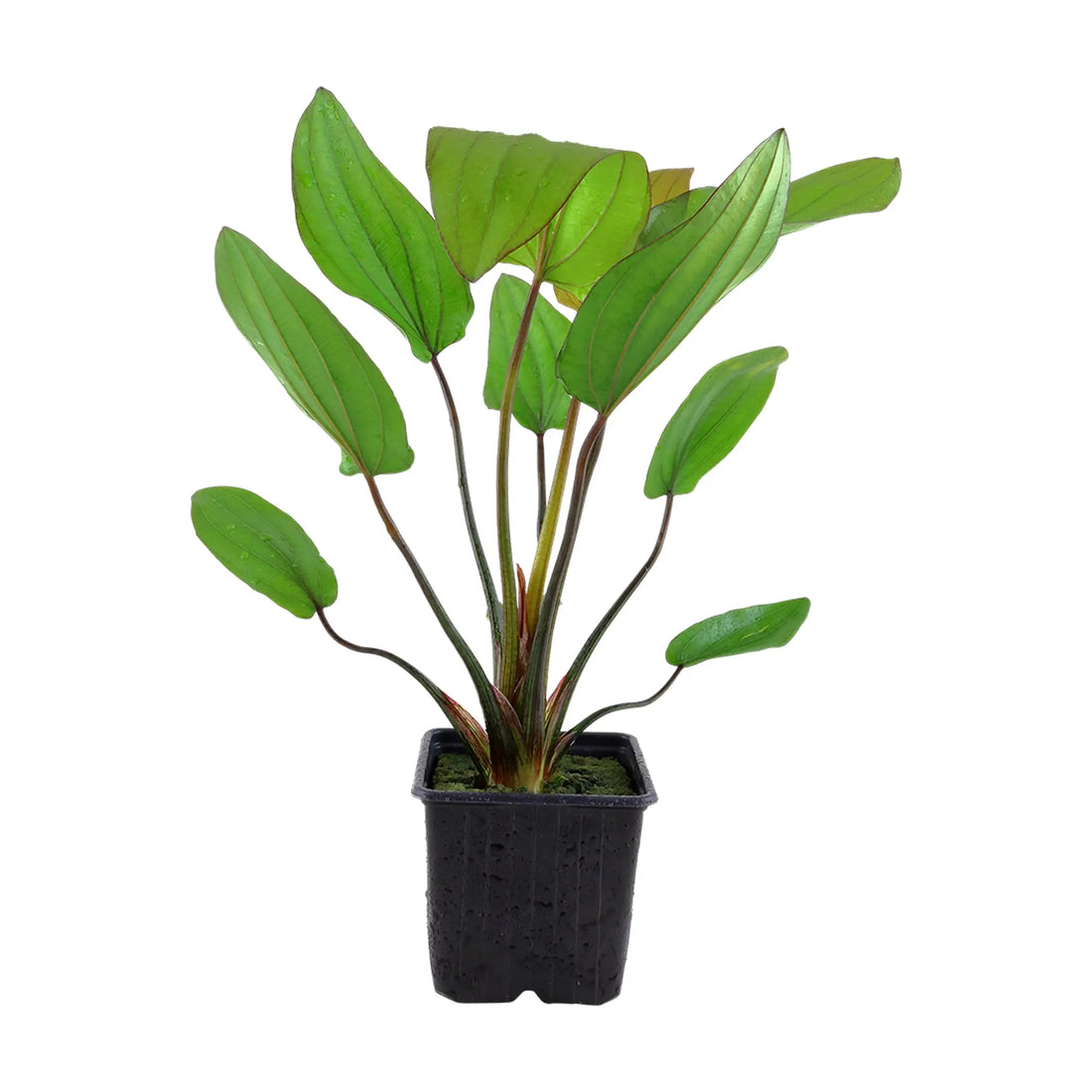 Echinodorus barthii XL - Aqua Essentials