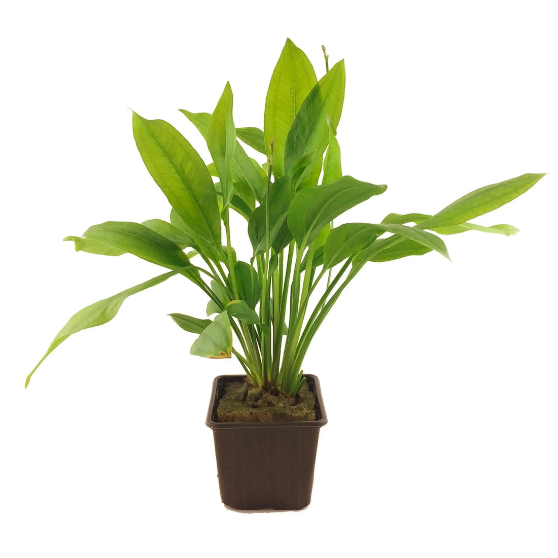 Echinodorus grisebachii &