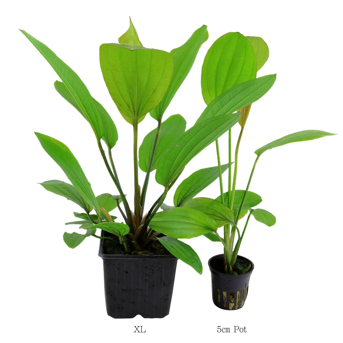 Echinodorus rose XL - Aqua Essentials