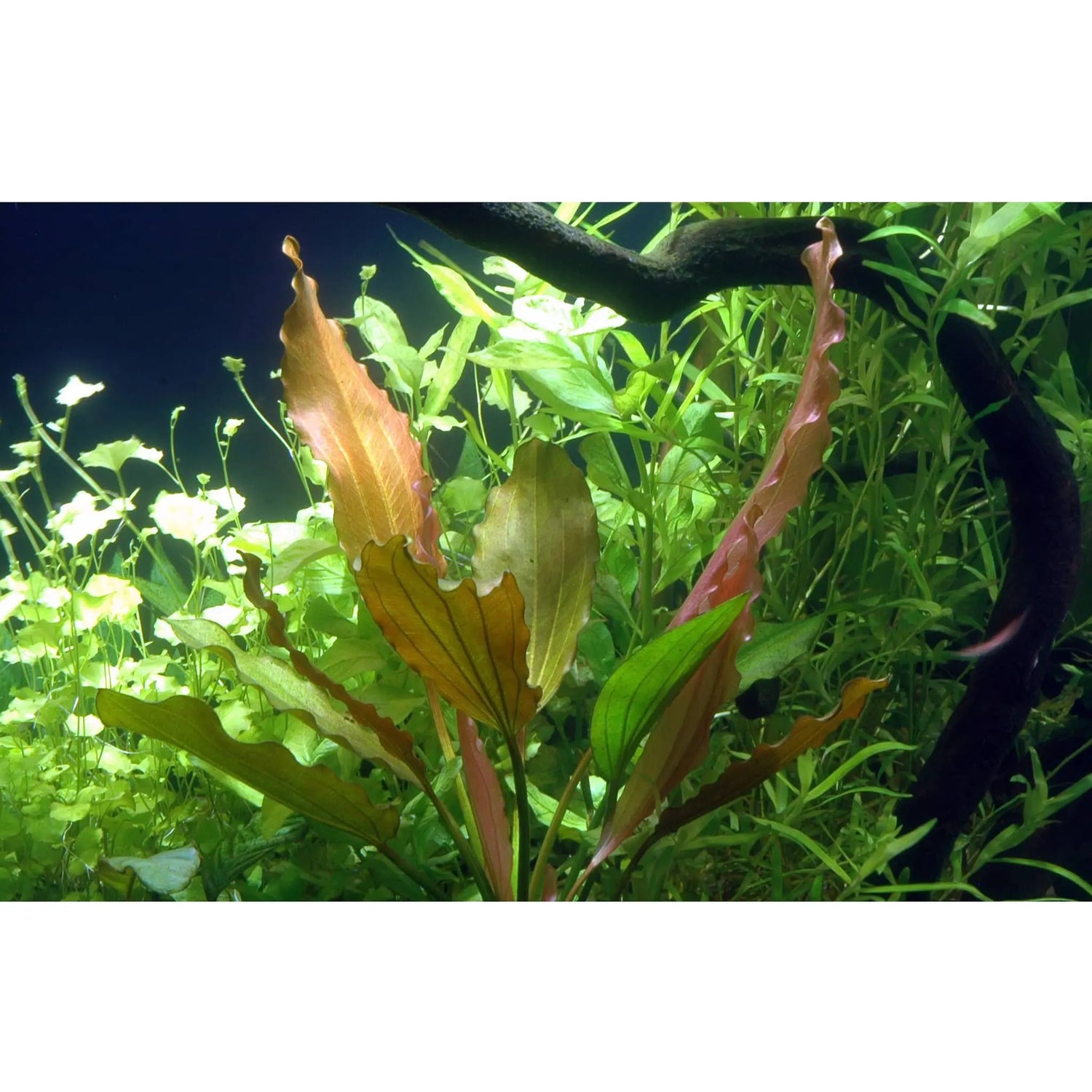 Echinodorus rose XL - Aqua Essentials