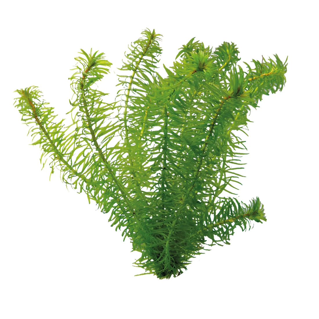 Egeria najas (Anacharis Narrow Leaf) Bunch - Aqua Essentials