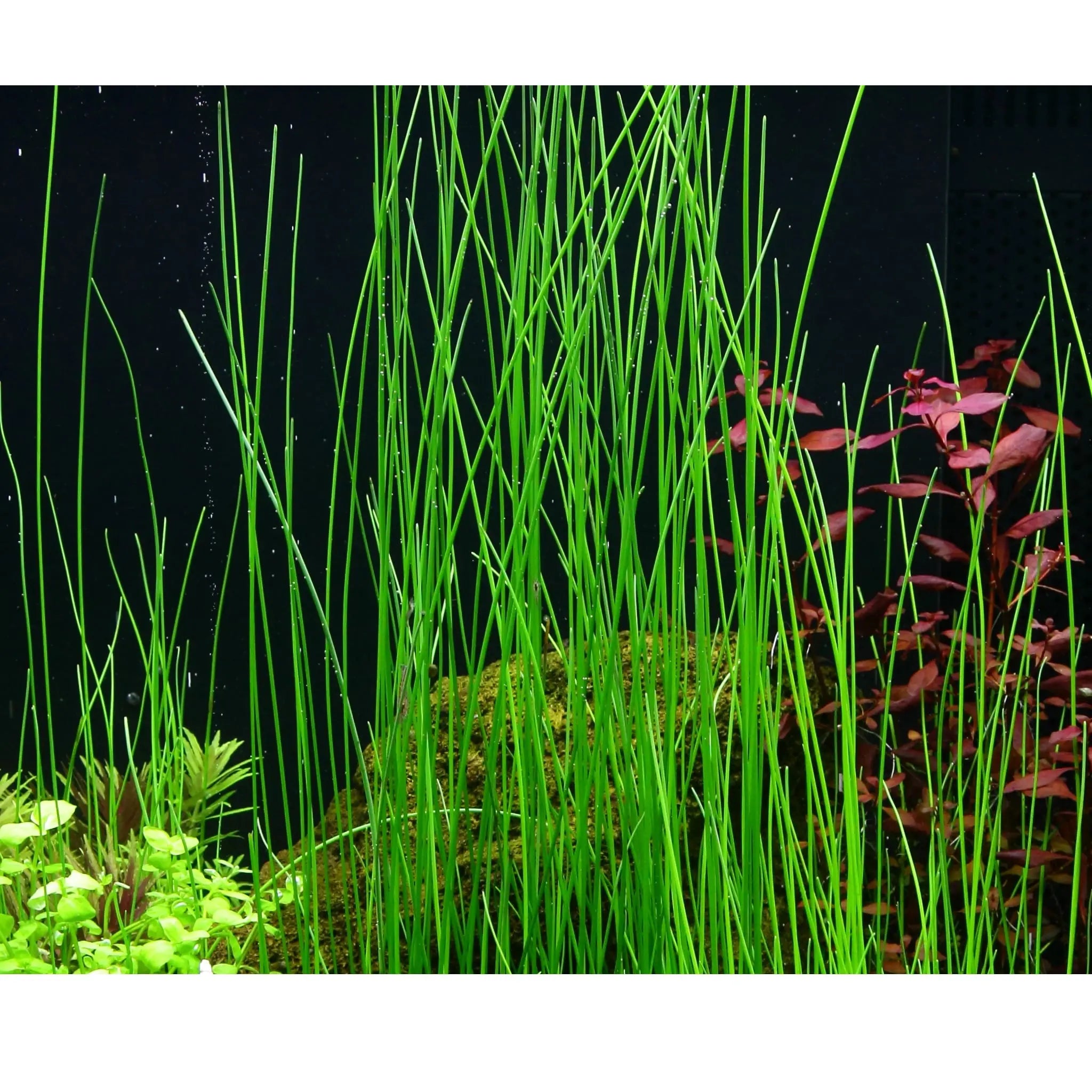 Eleocharis montevidensis - Aqua Essentials