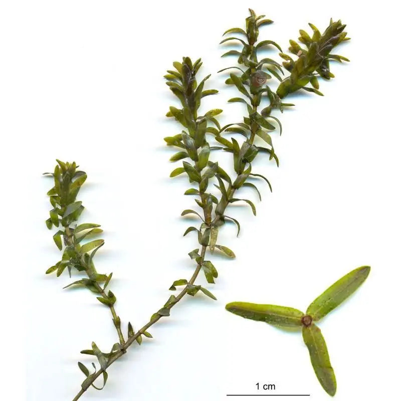 Elodea canadensis Bunch (Canadian Pondweed) - Aqua Essentials