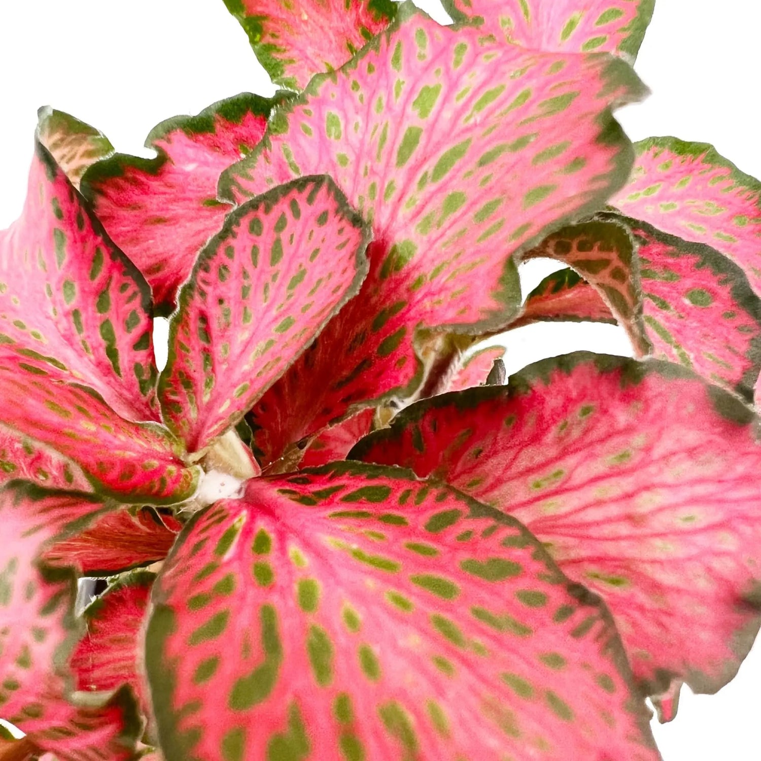 Fittonia verschaffeltii Forest flame - Terrarium Plant - Aqua Essentials