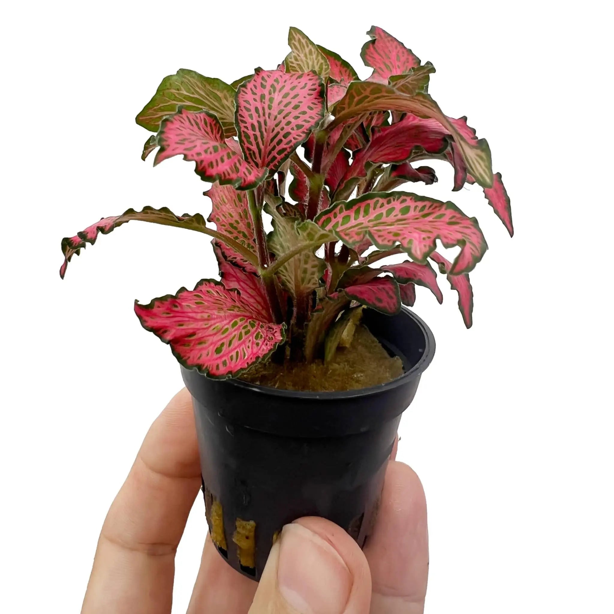 Fittonia verschaffeltii Forest flame - Terrarium Plant - Aqua Essentials