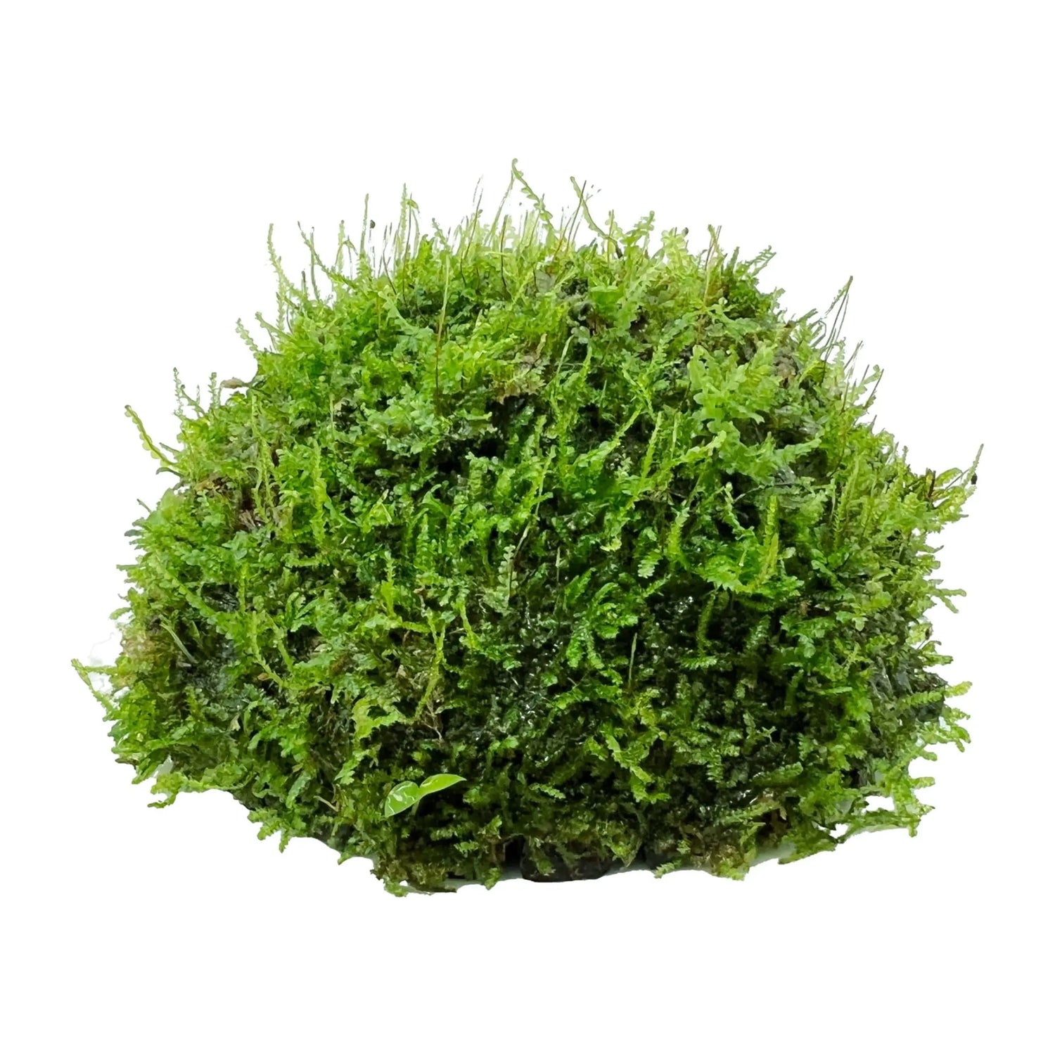 Half Coconut with Java Moss - Aqua Essentials