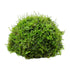 Half Coconut with Java Moss - Aqua Essentials