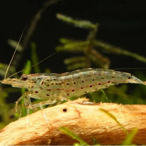 Amano Shrimp - Small - Aqua Essentials