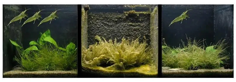 Amano Shrimp - Small - Aqua Essentials