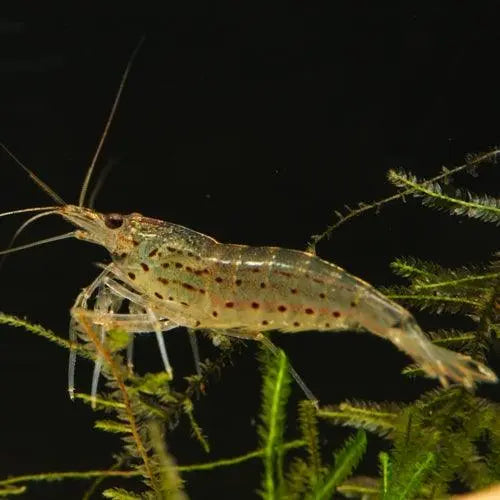 Amano Shrimp - Small - Aqua Essentials