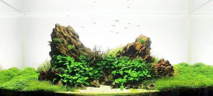 Dragon Stone Rock - per kg - Aqua Essentials