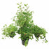 Not So Perfect Plant - Aqua Essentials