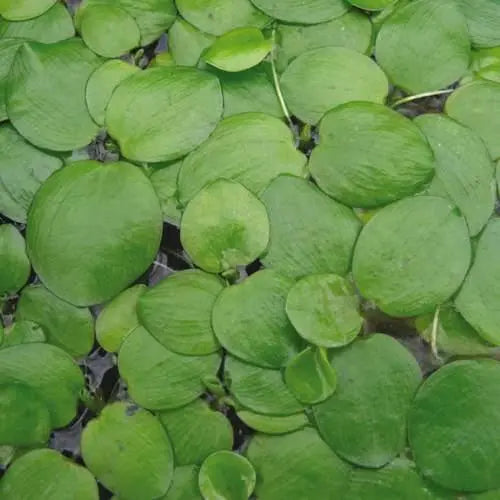 Limnobium laevigatum portion (Amazon frogbit) - Aqua Essentials