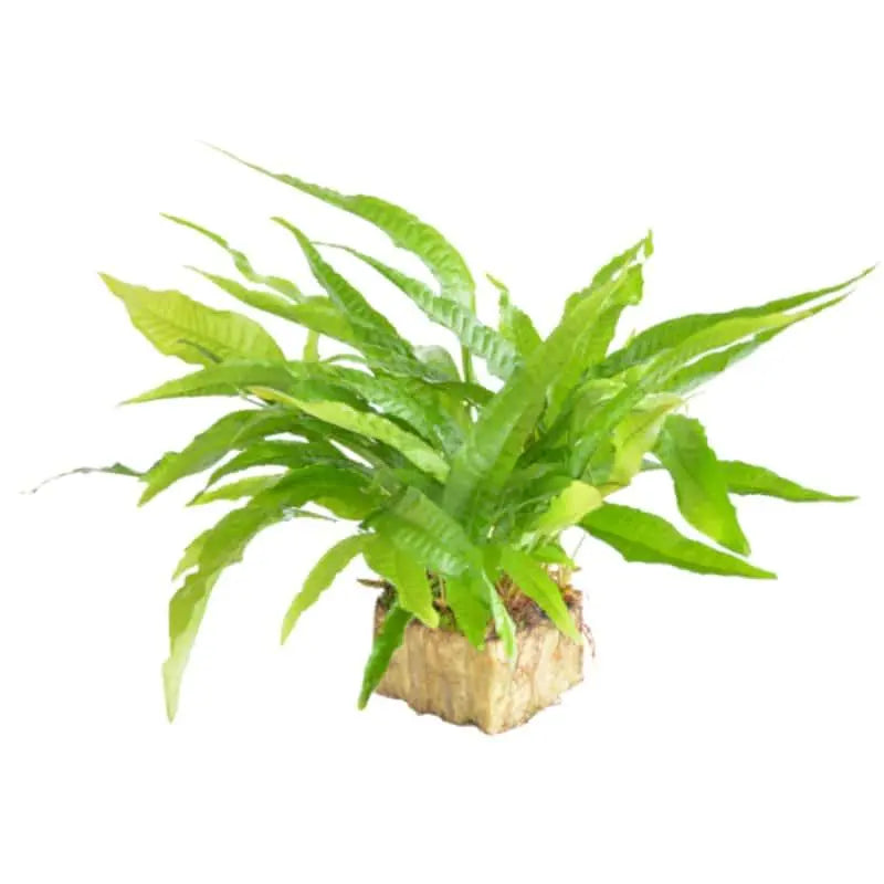 Microsorium pteropus Green XL - Aqua Essentials