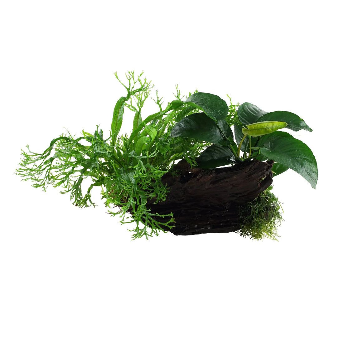 Microsorum Windelov and Anubias Duet - Aqua Essentials