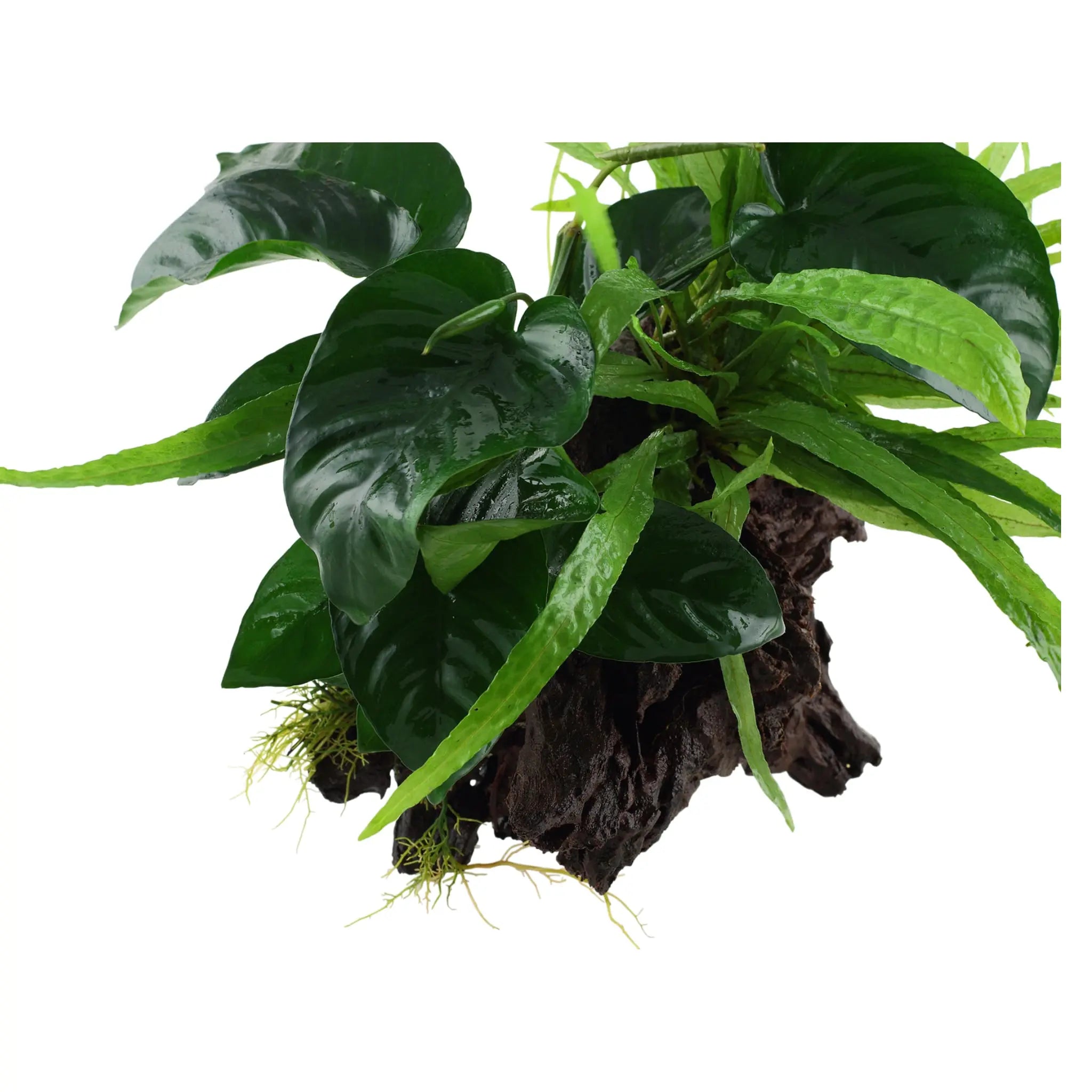 Microsorum Windelov and Anubias Duet - Aqua Essentials