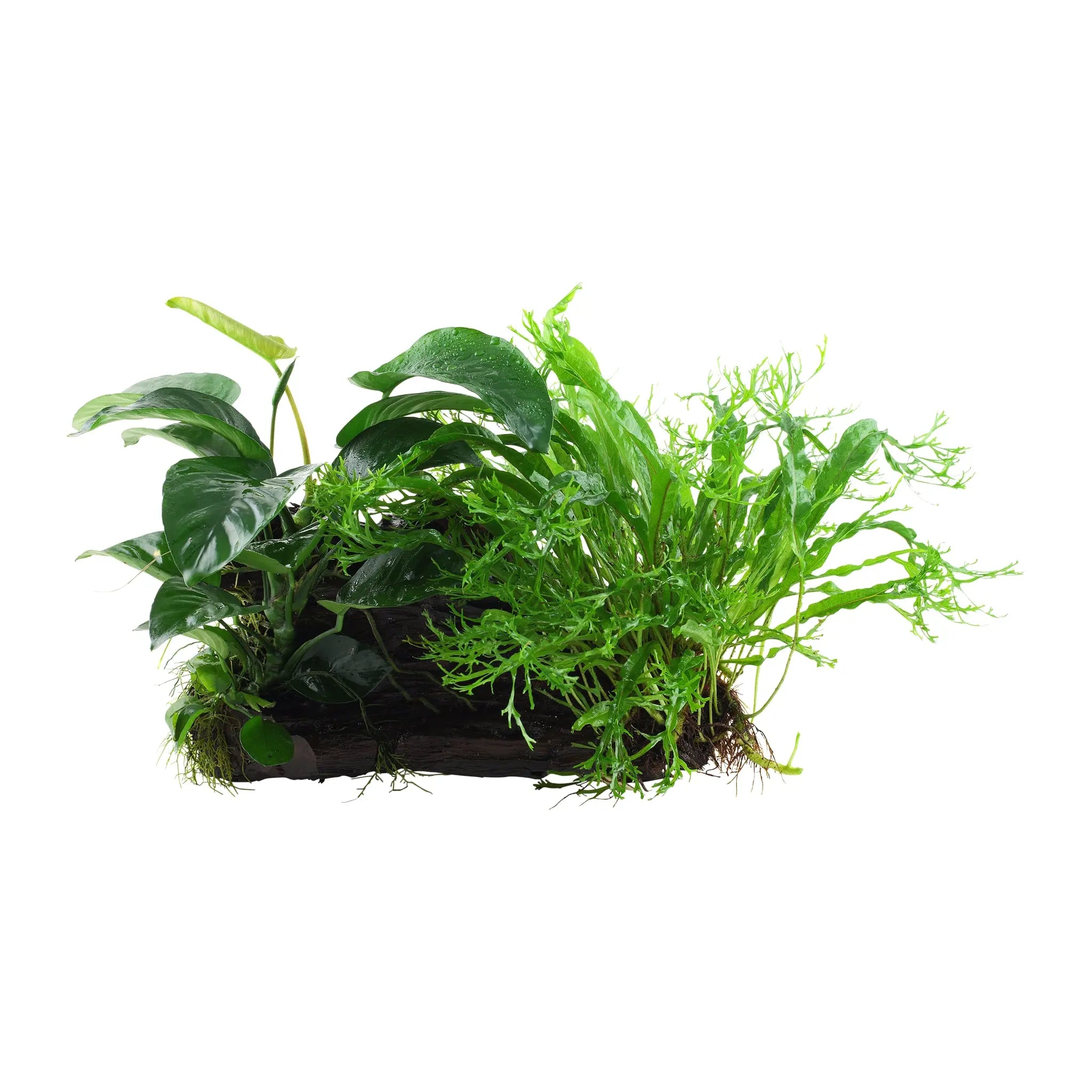 Microsorum Windelov and Anubias Duet - Aqua Essentials