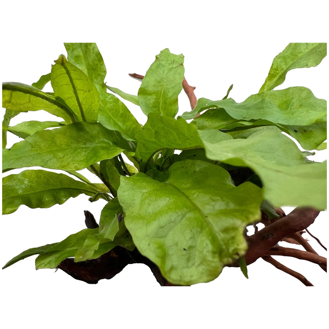 Microsorum on Spiderwood - Small - Aqua Essentials