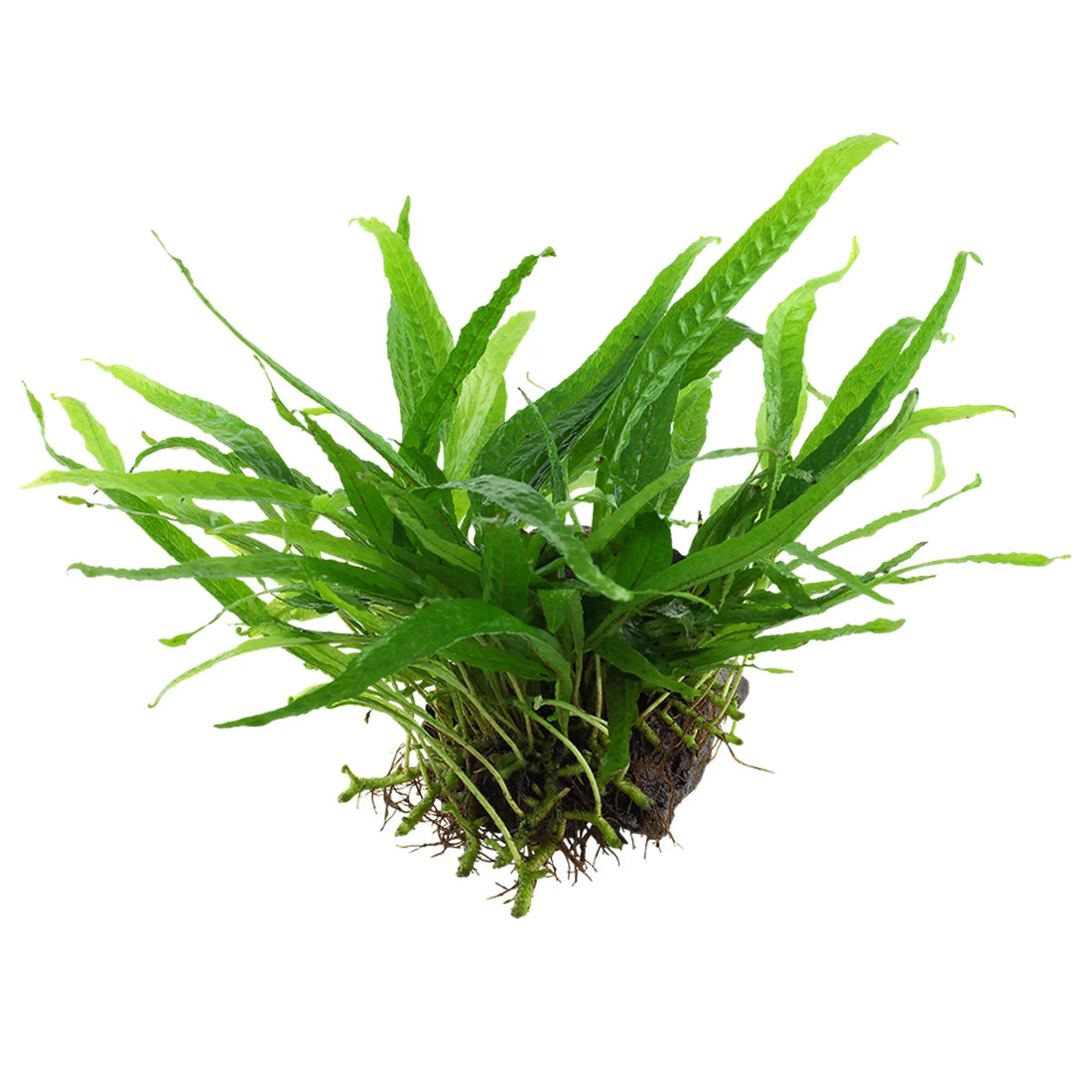 Microsorum pteropus Narrow On Wood - Aqua Essentials