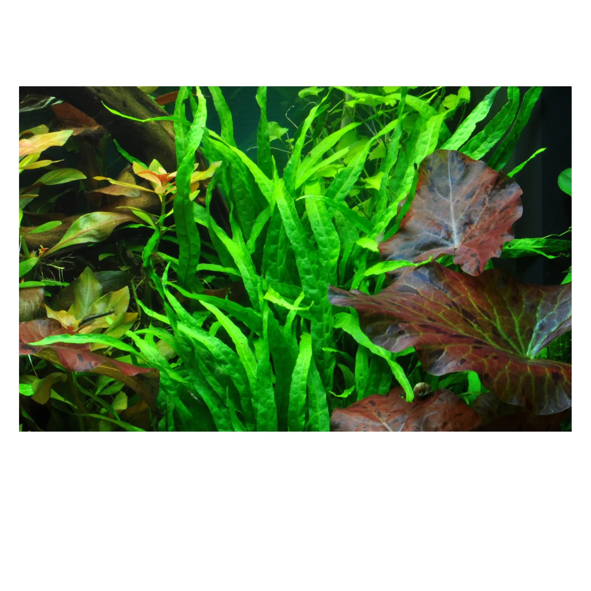 Microsorum pteropus Narrow On Wood - Aqua Essentials