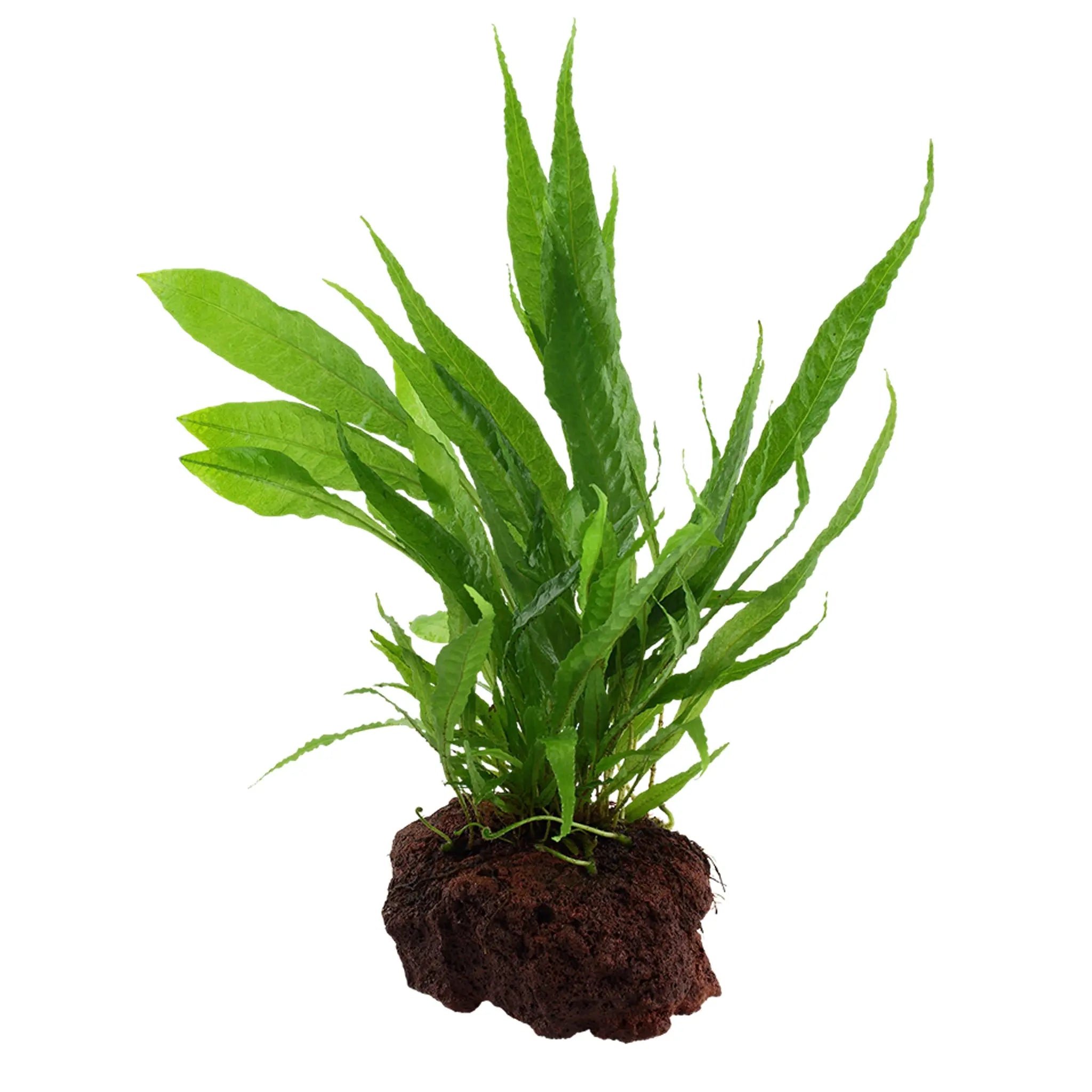 Microsorum pteropus on Lava Rock - Medium - Aqua Essentials