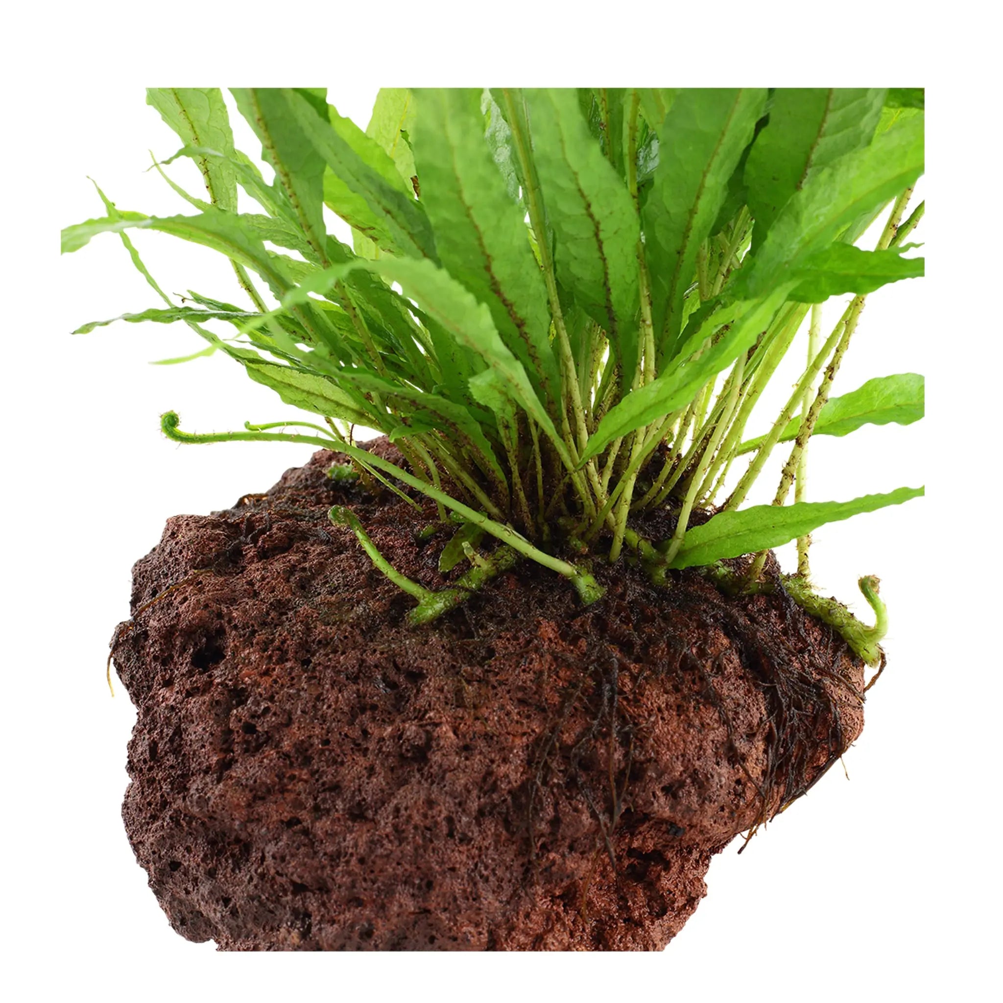 Microsorum pteropus on Lava Rock - Medium - Aqua Essentials