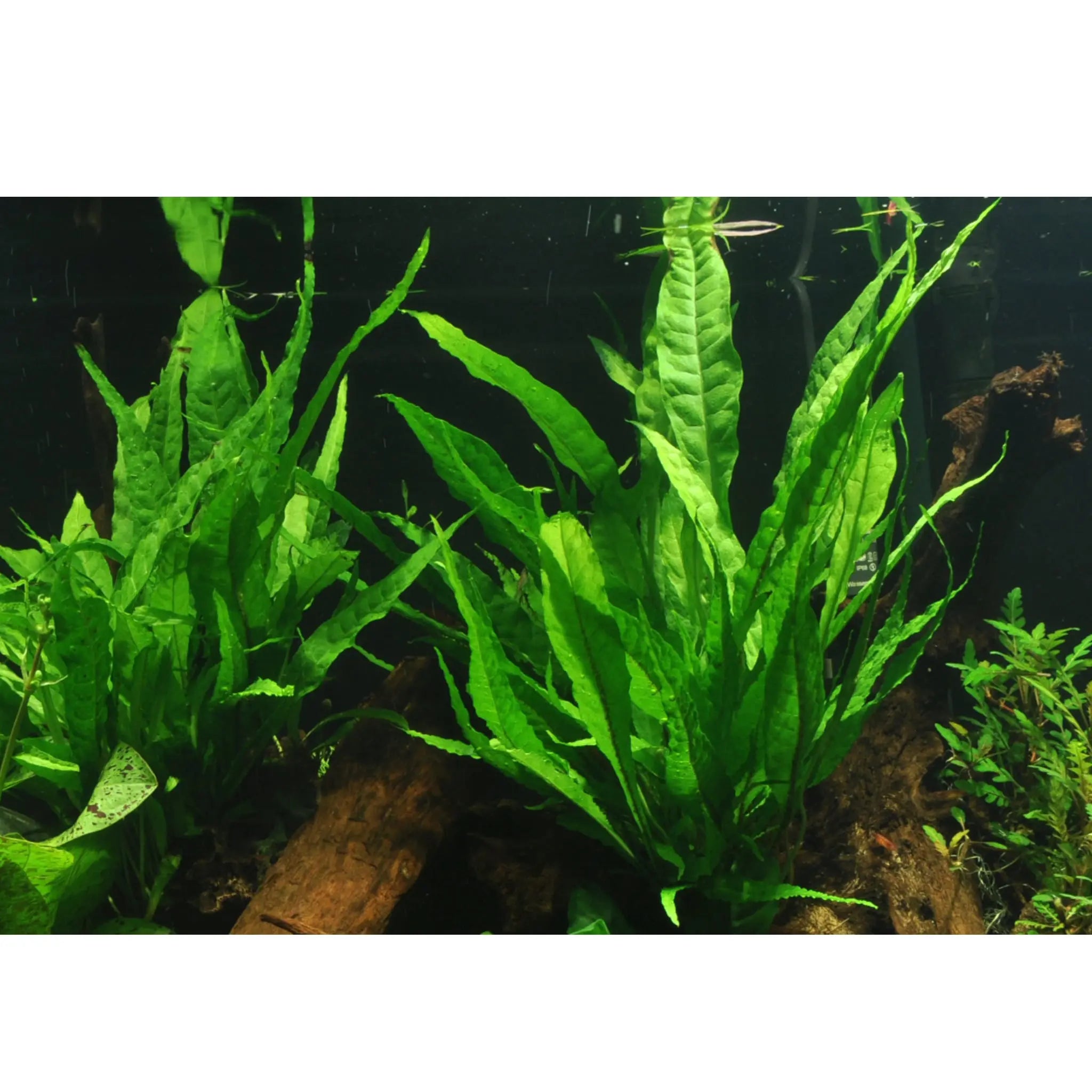 Microsorum pteropus on Lava Rock - Medium - Aqua Essentials