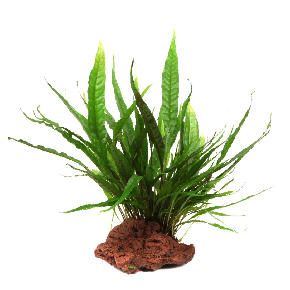 Microsorum pteropus on Lava Rock - Medium - Aqua Essentials