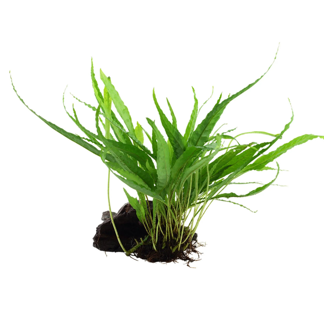 Microsorum pteropus on Wood - Medium - Aqua Essentials