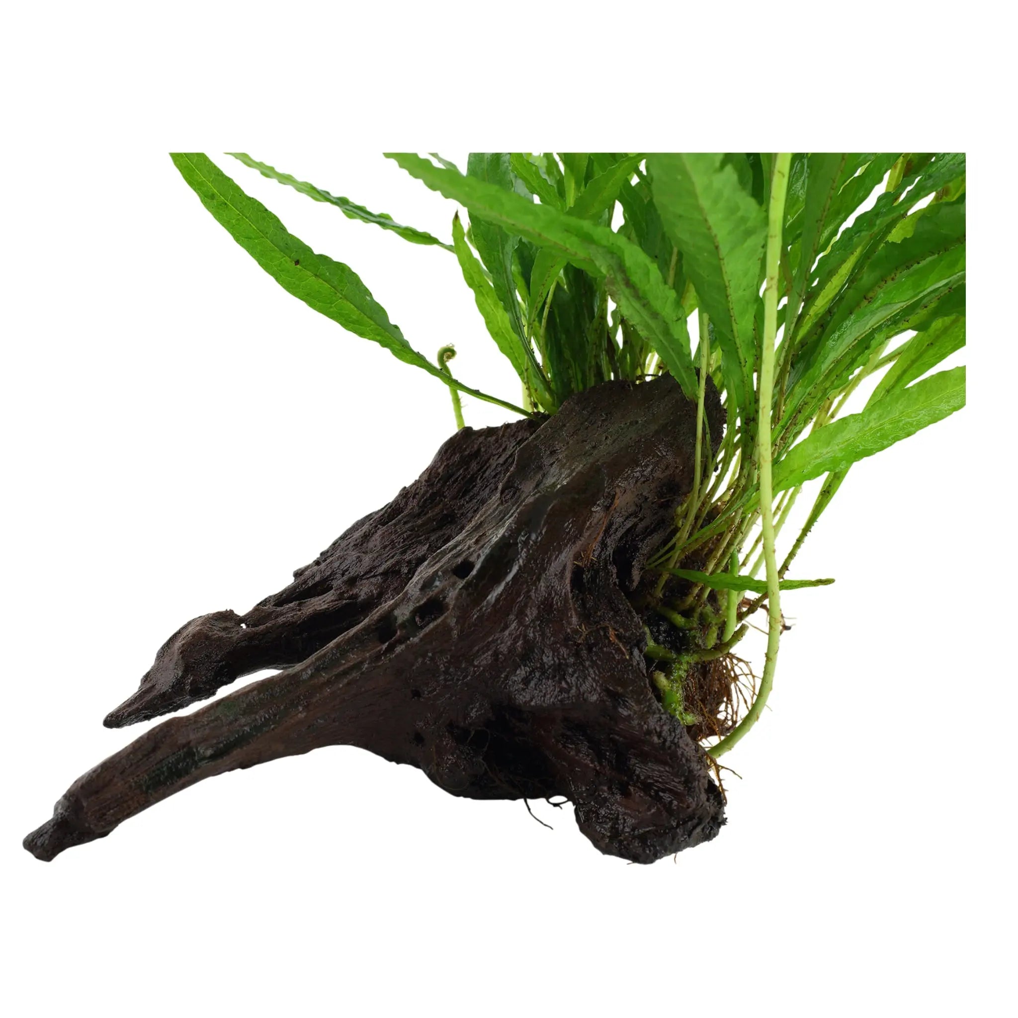 Microsorum pteropus on Wood - Medium - Aqua Essentials