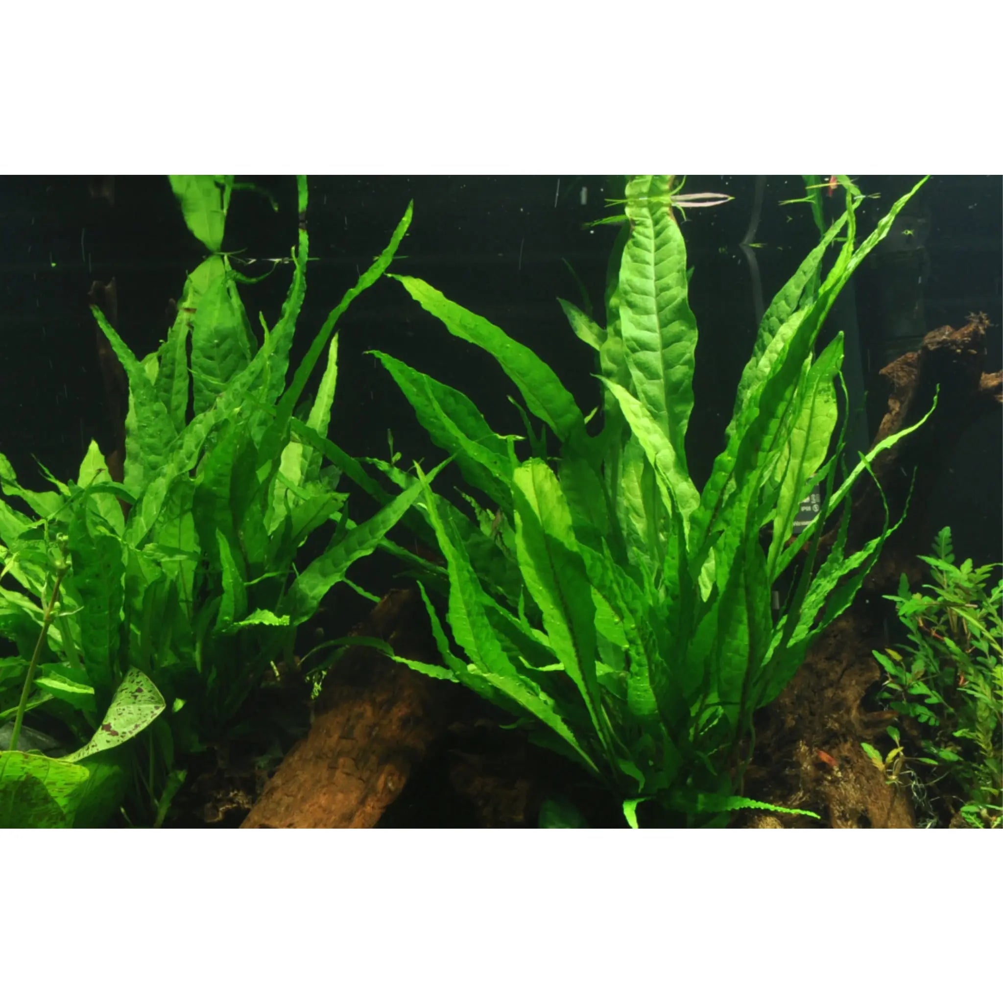 Microsorum pteropus on Wood - Medium - Aqua Essentials